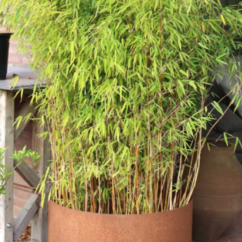 Bambou non-invasif « Obélisque » en pot