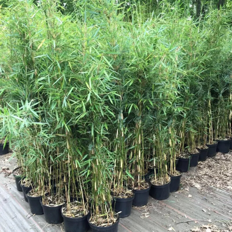 Bambou non-invasif « Campbell » en pot