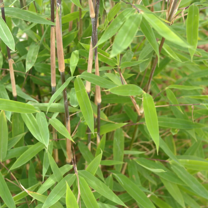 Bambou non invasif « Winter Joy » chaumes