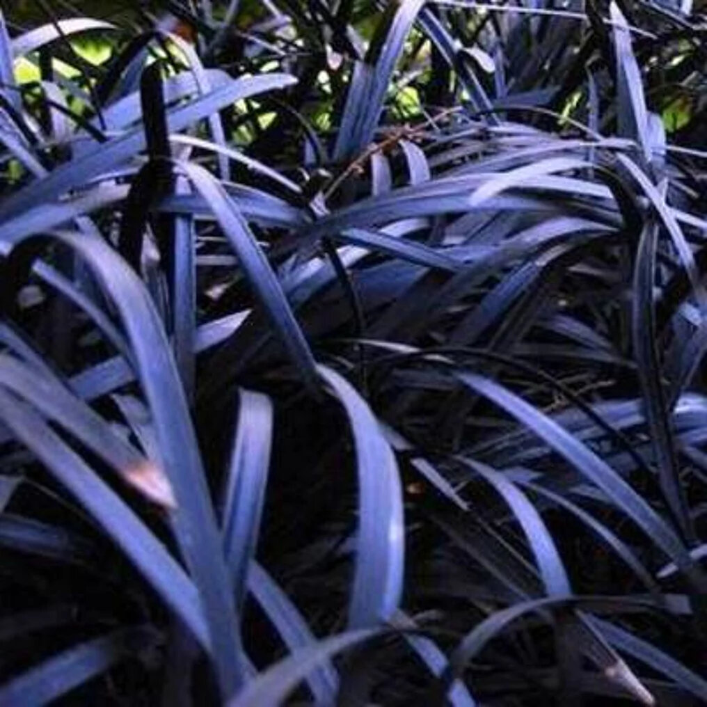 ophiopogon planiscapus niger