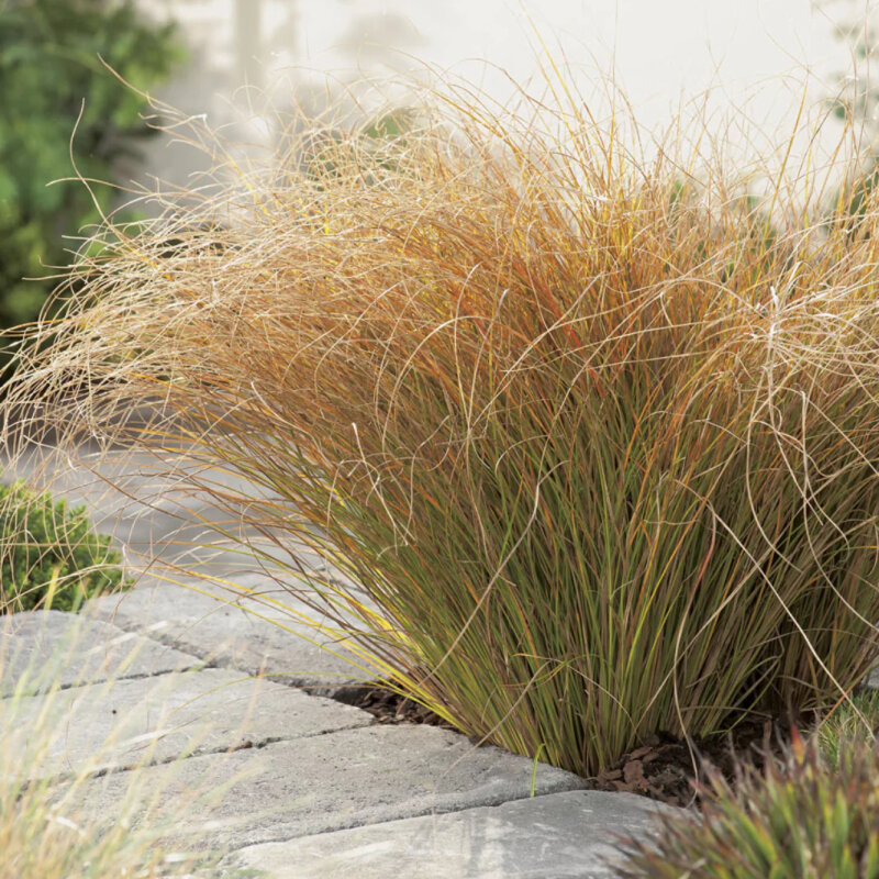 Carex orange dans le jardin