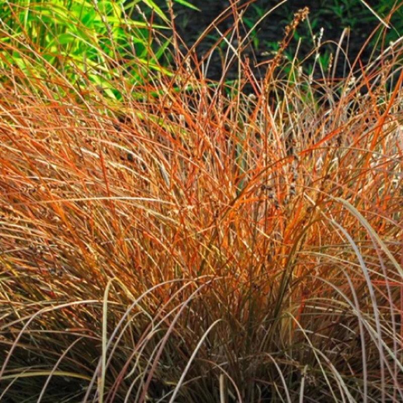 Carex orange « Prairie Fire »