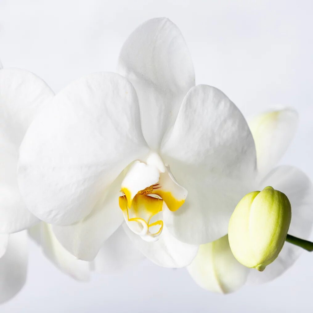 Orchidée blanc fleur