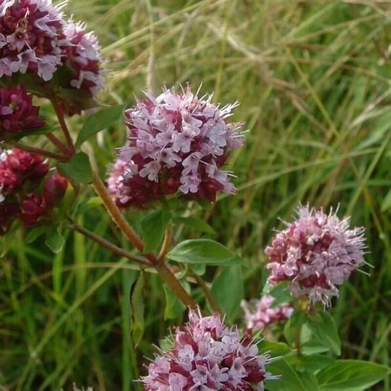 Origan fleurs rose