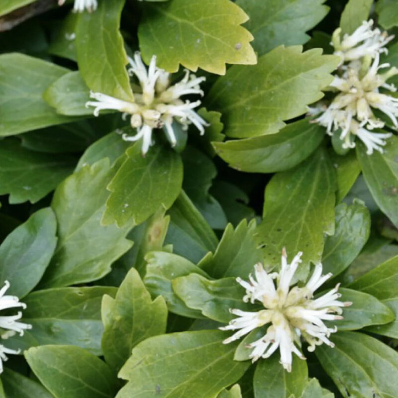 Pachysandra fleurs blanches