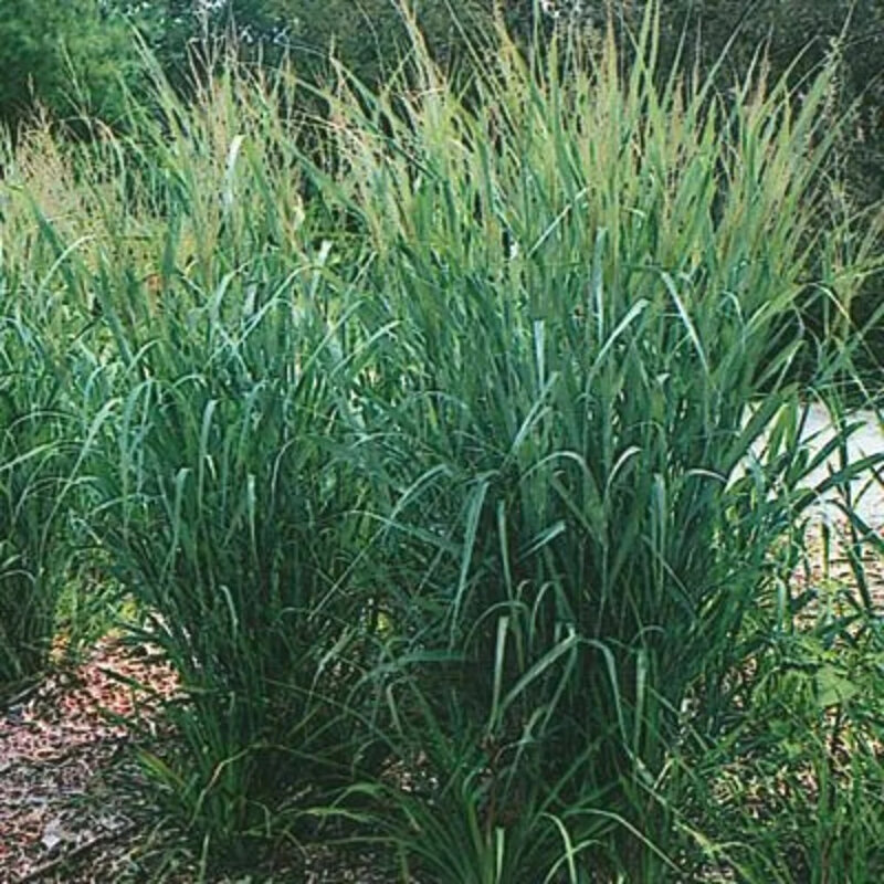 Panic érigé dans le jardin