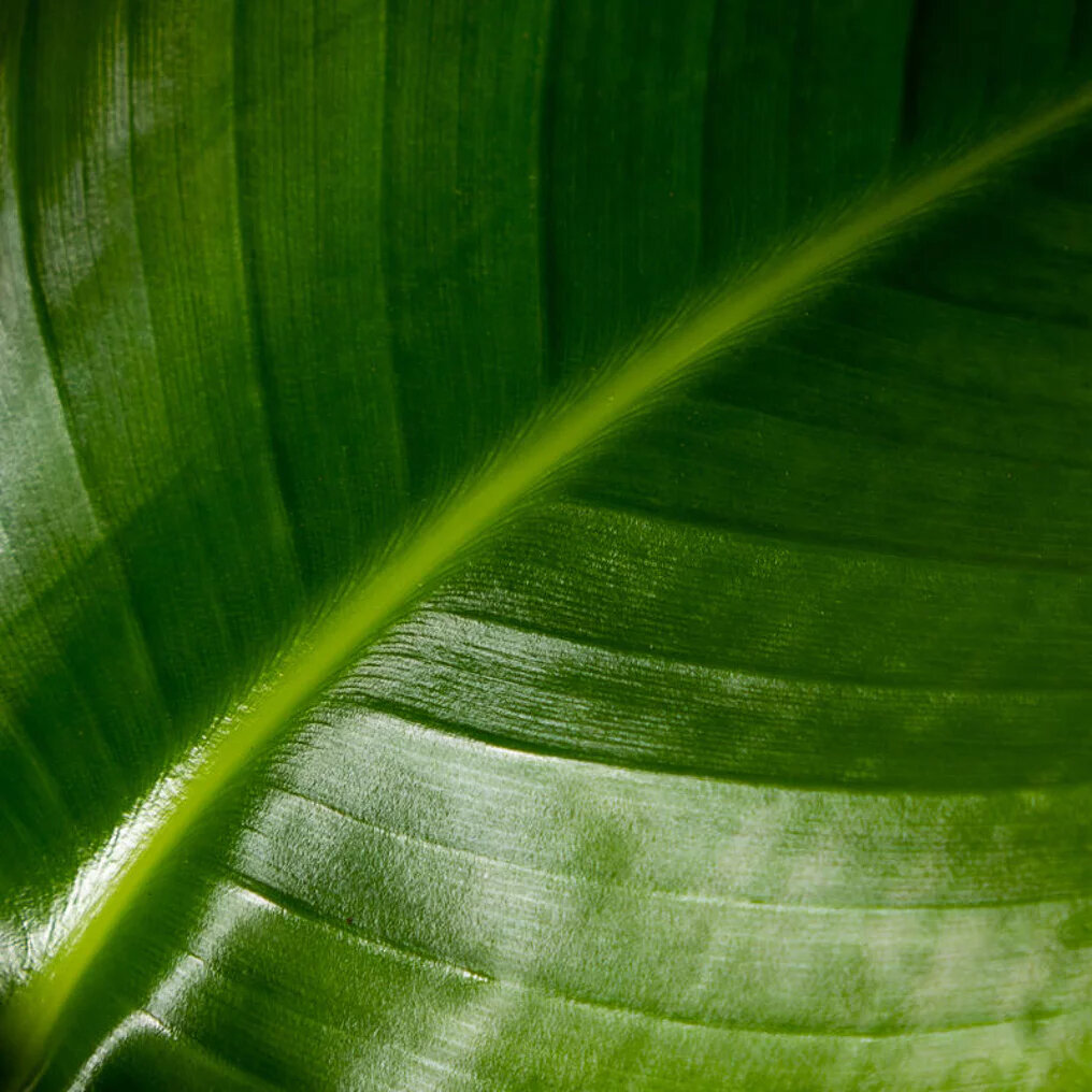 Strelitzia « Nicolai » feuille