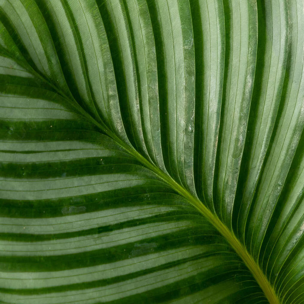 Calathea orbifolia feuille