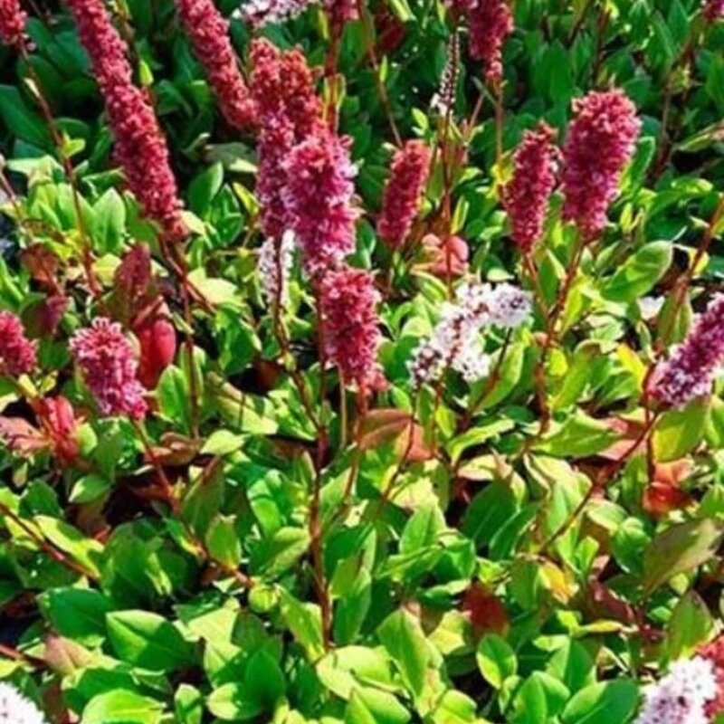 Persicaria affinis « Darjeeling Red » 