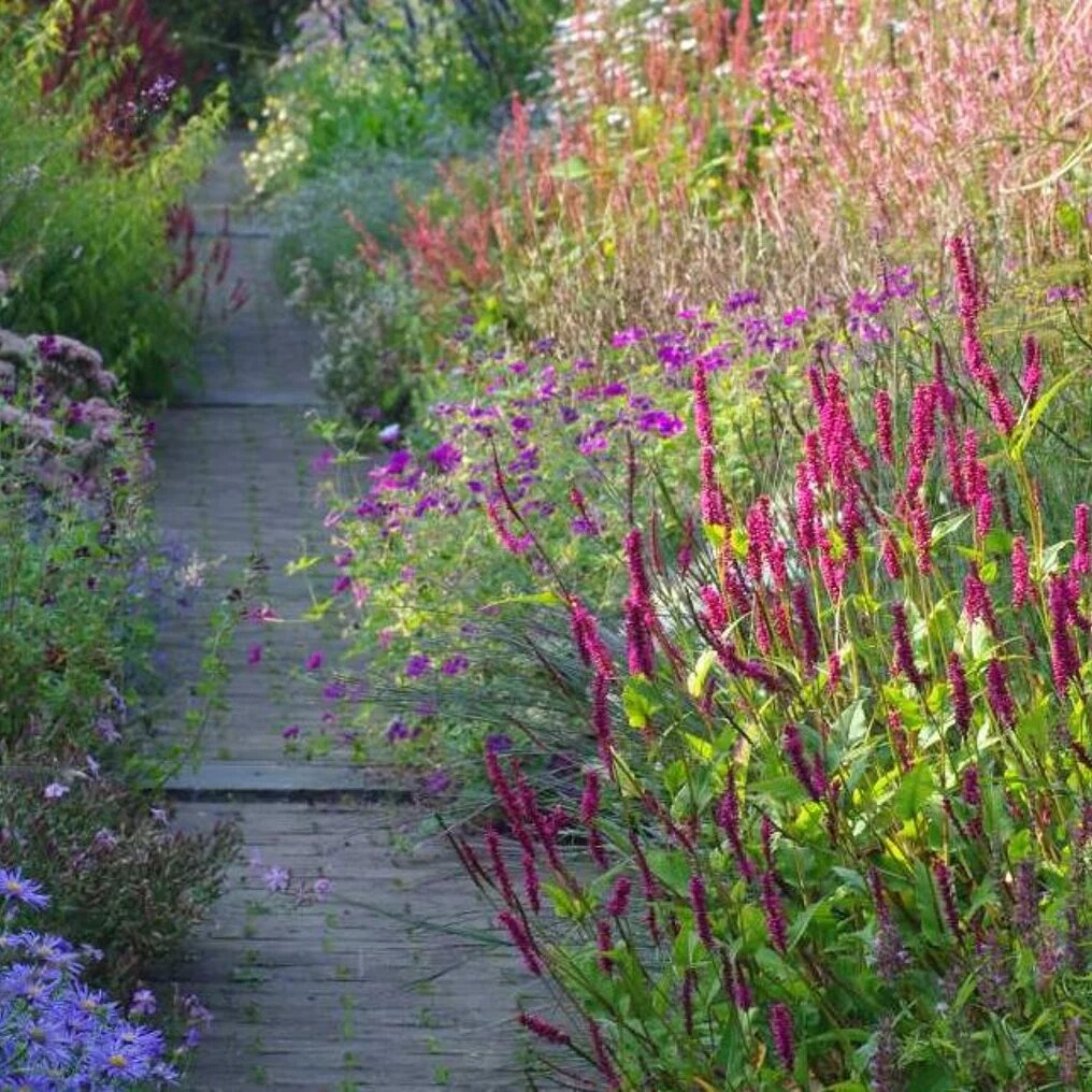 Persicaire dans le jardin