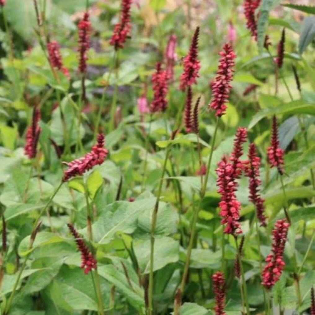 Persicaria amplexicaulis  fleurs