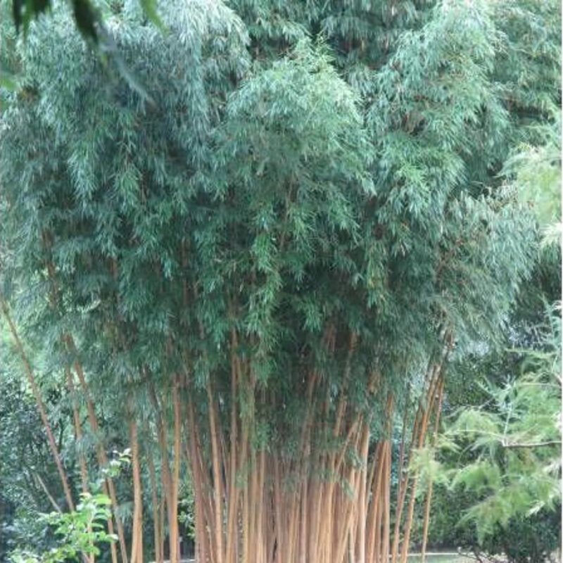 Bambou doré envahissant