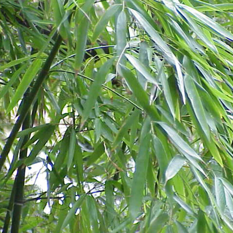 Bambou doré envahissant feuilles