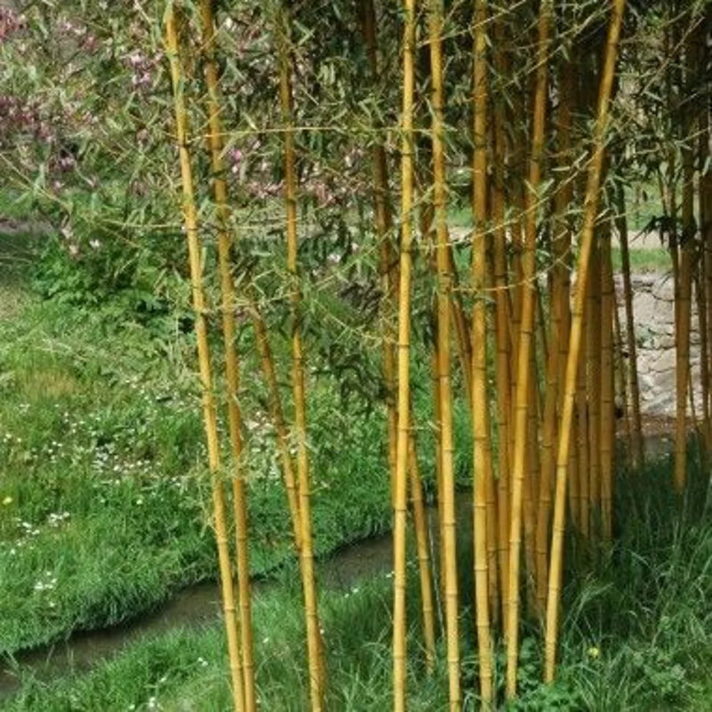 Bambou doré envahissant les chaumes