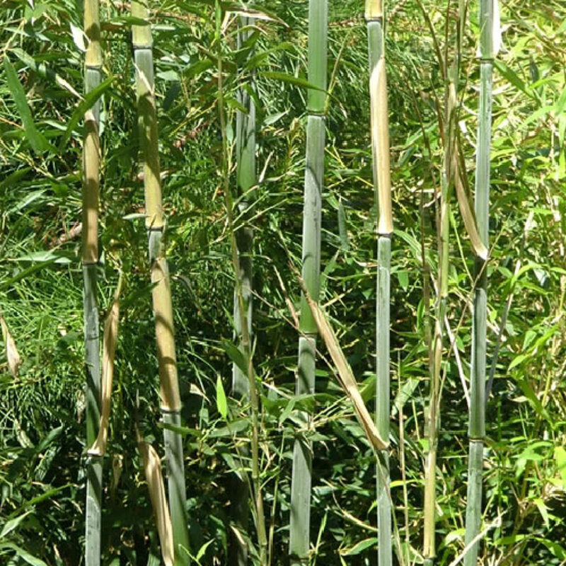 Bambou géant envahissant tiges
