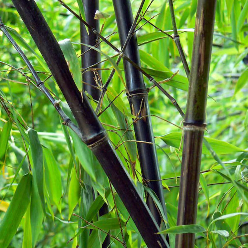 Bambou noir invasif tiges