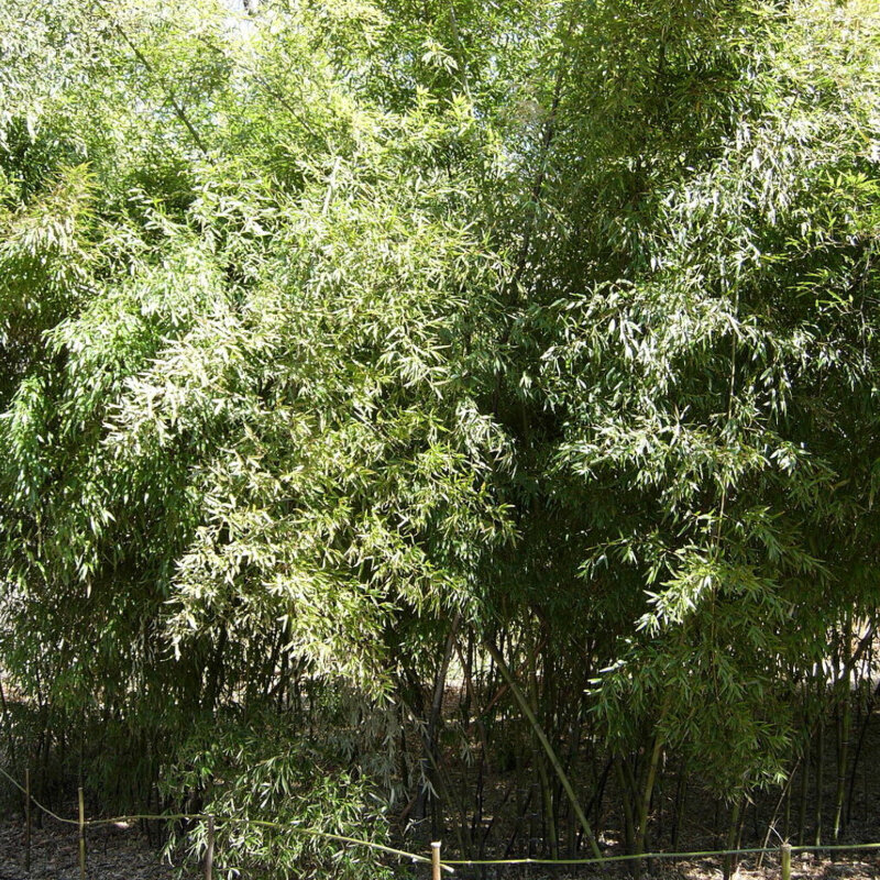 Bambou noir invasif