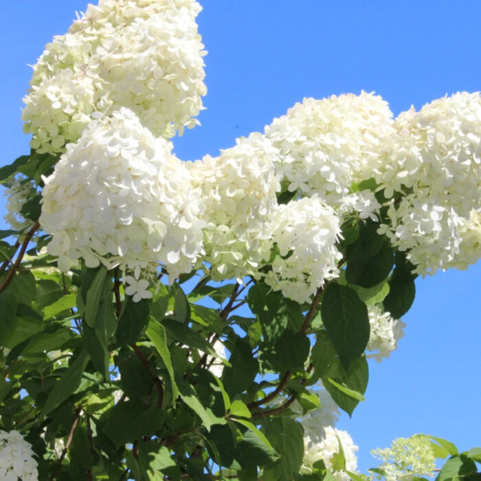 Hortensia paniculé « Grandiflora » grandes fleurs