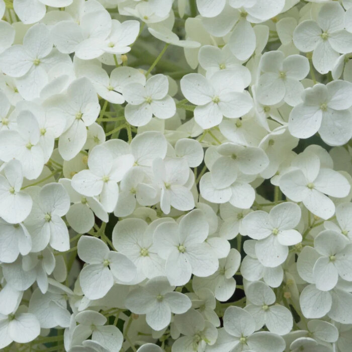 Hortensia paniculé « Grandiflora » fleurs detail