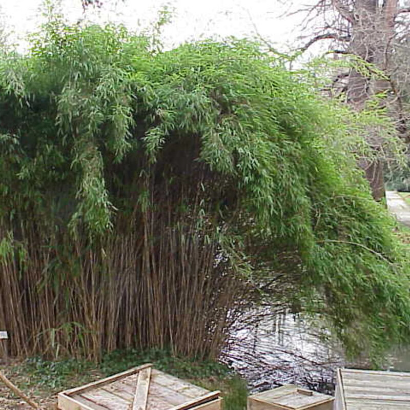 Bambou japonais envahissant
