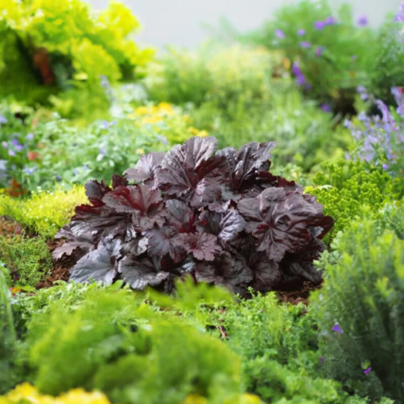 Heuchère « Black Sea » dans le jardin