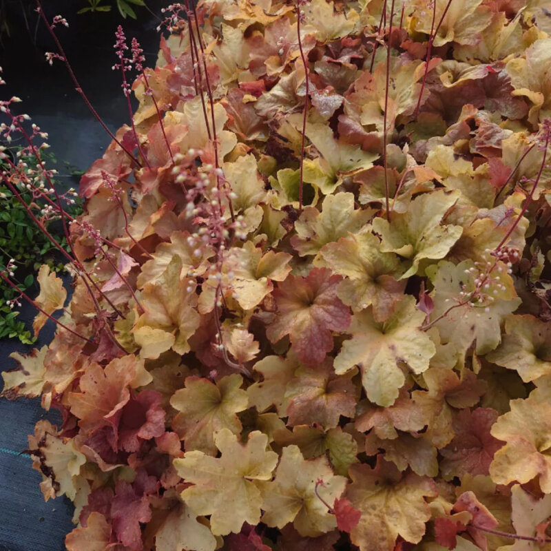 Heuchère « Caramel » feuilles