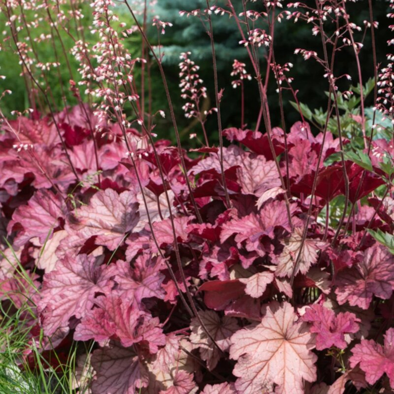 Heuchère « Fire Chief » dans le jardin