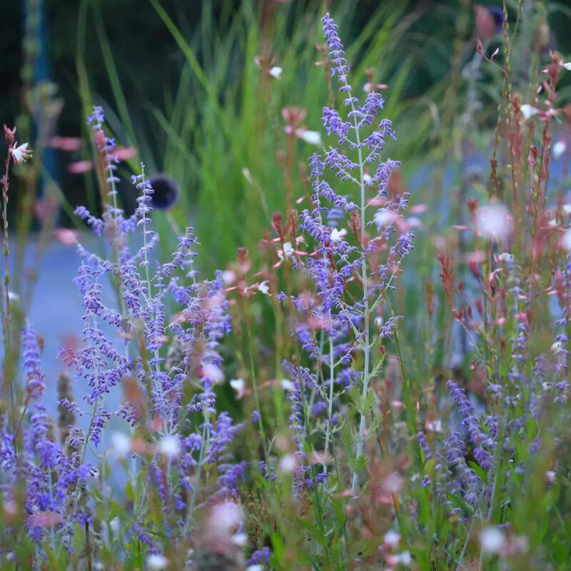 Lavande géante fleurs