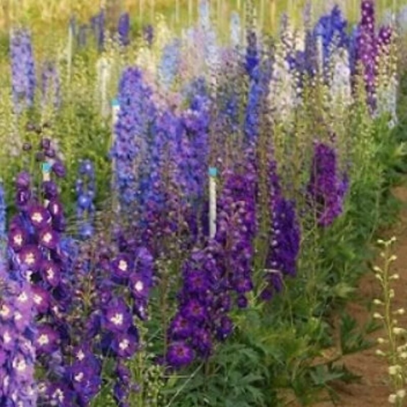 Mélange de delphiniums