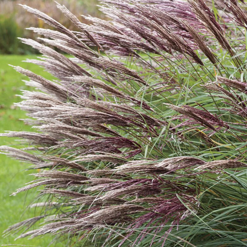 Beau roseau à plumes rouges dans le jardin