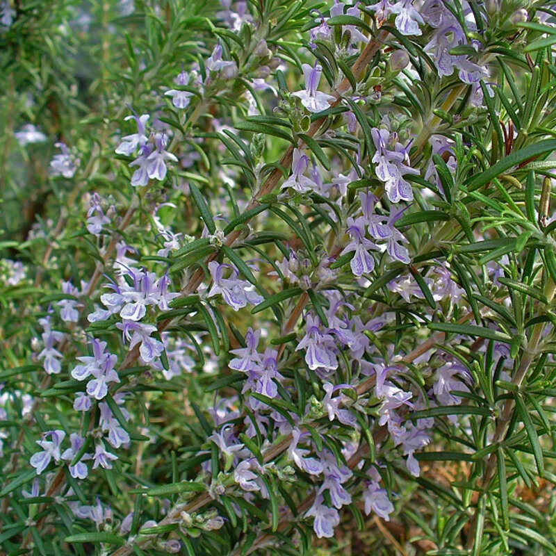 Romarin fleurs