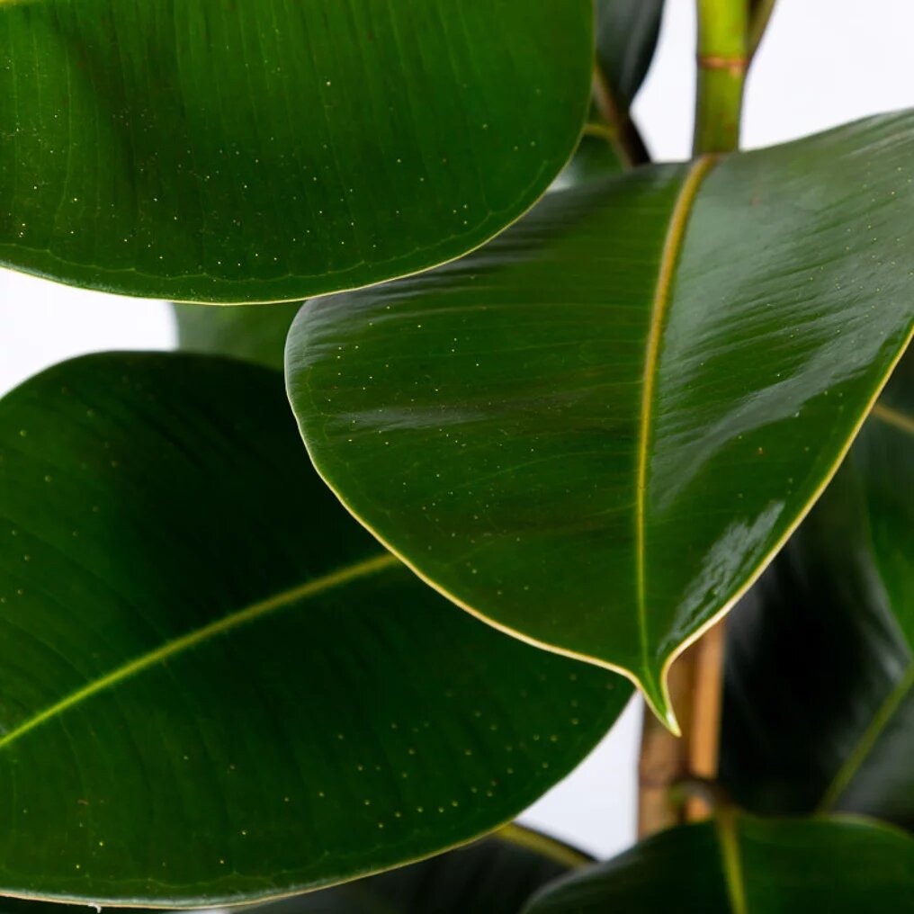 Ficus elastica « Robusta » feuille