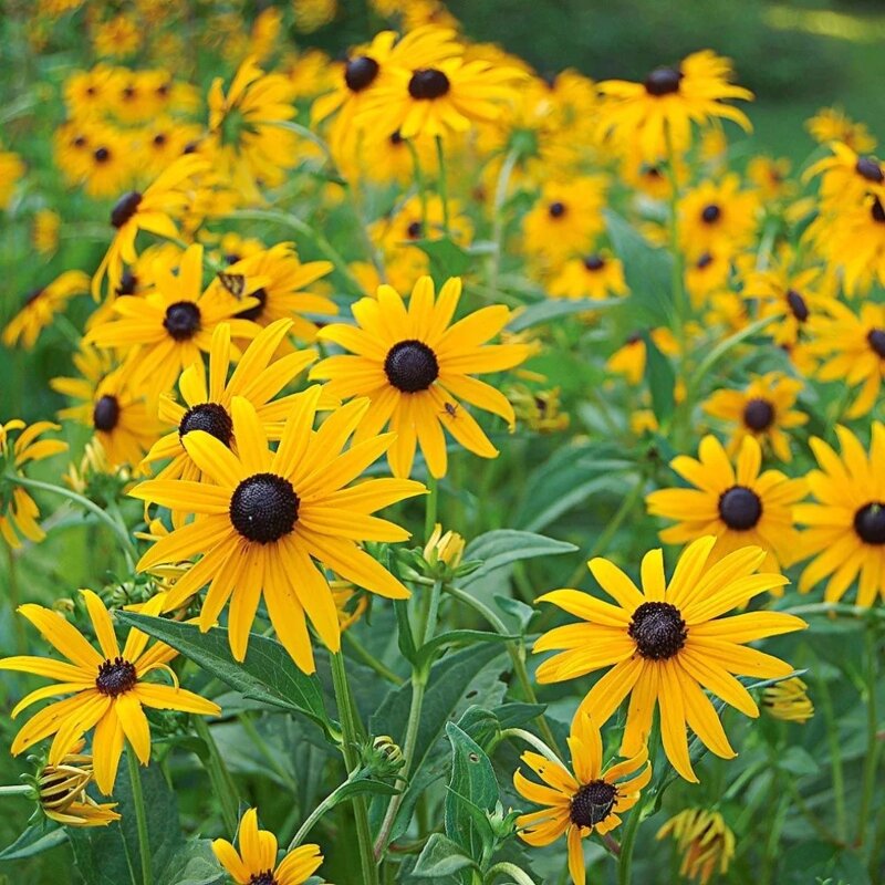 Échinacée jaune fleurs