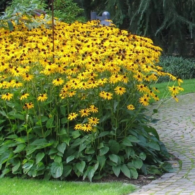 Échinacée jaune dans le jardin