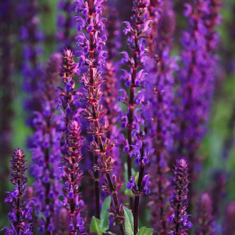 Sauge des bois fleurs