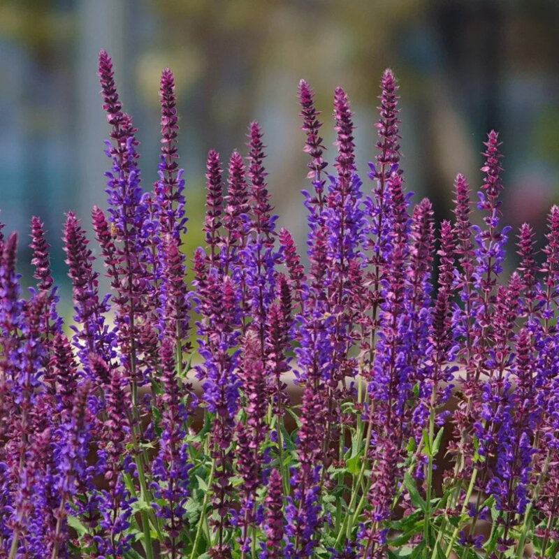 Salvia nemorosa « Caradonna » 