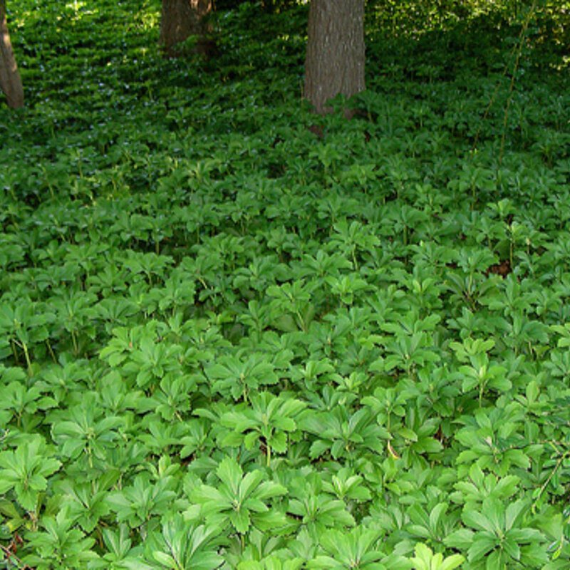 Pachysandra plante couvre-sol