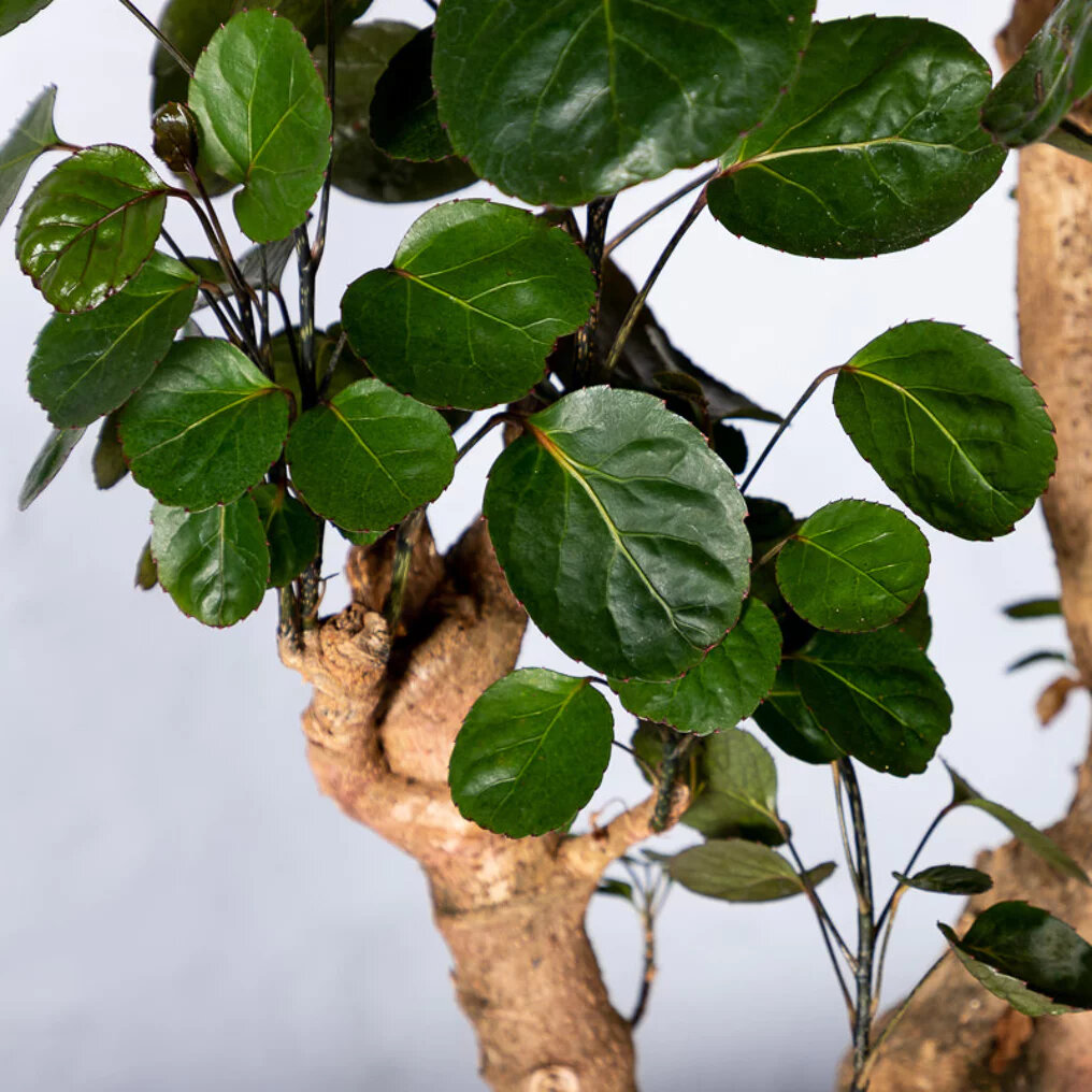 Bouclier aralia feuille