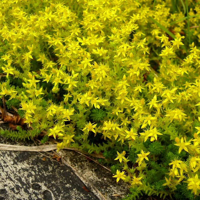 Sédum « Yellow Queen » plante couvre-sol