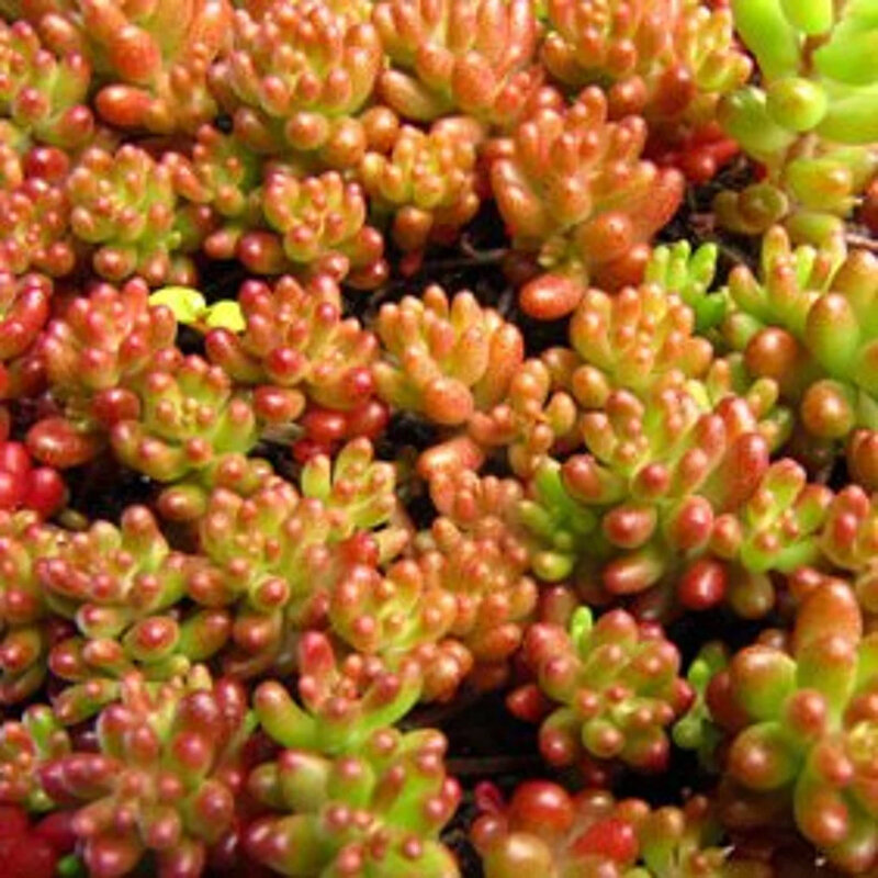 Sedum album « Coral Carpet » couleur