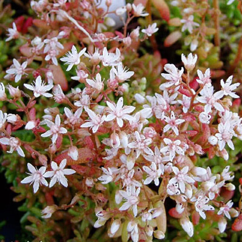 Sedum album « Coral Carpet » fleurs