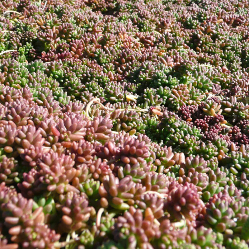 Sedum album « Coral Carpet » feuilles