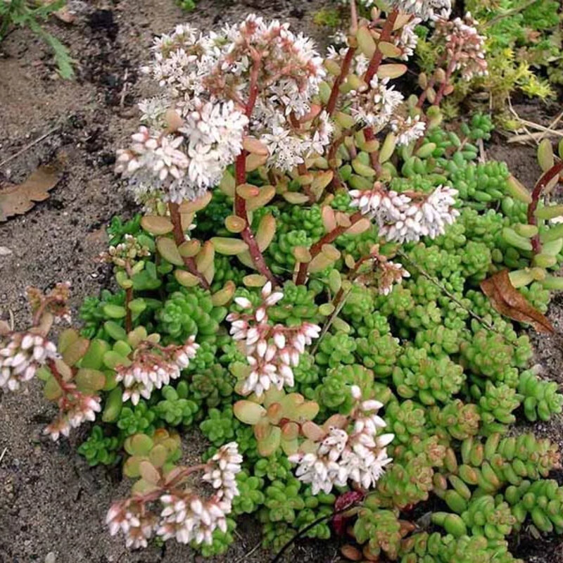 Sedum album « Coral Carpet » solitair