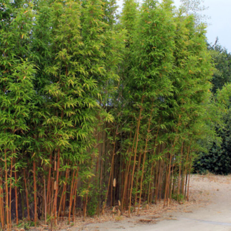 Bambou vert invasif au port colonnaire
