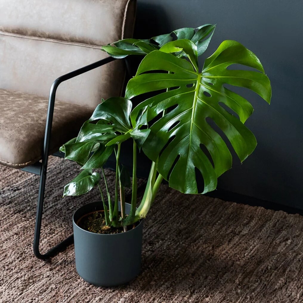 Philodendron monstera atmosphère