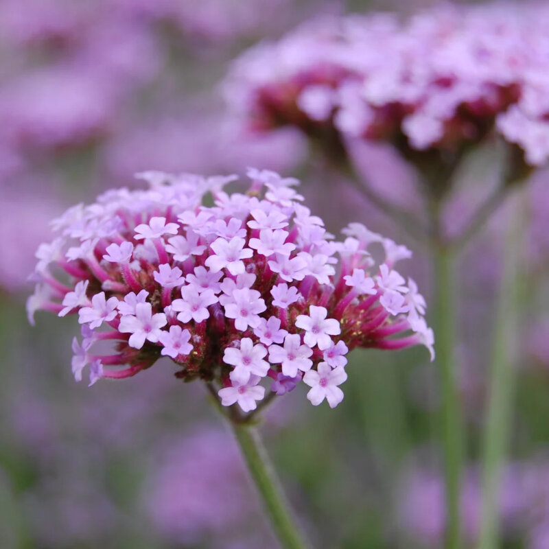 Verveine de Buenos Aires fleurs