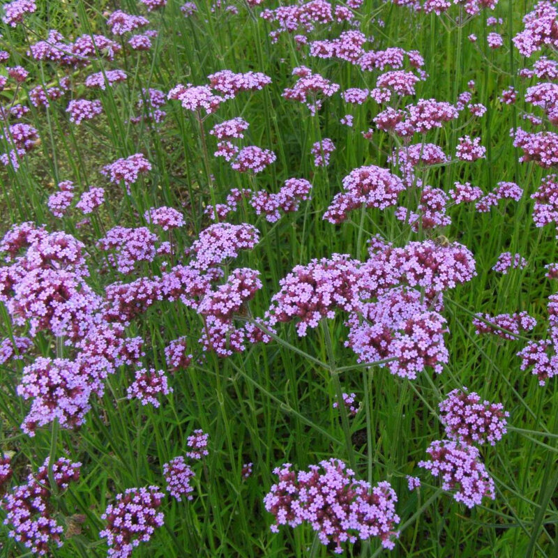 Verveine de Buenos Aires