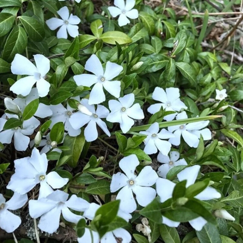 Pervenche blanche plante couvre-sol