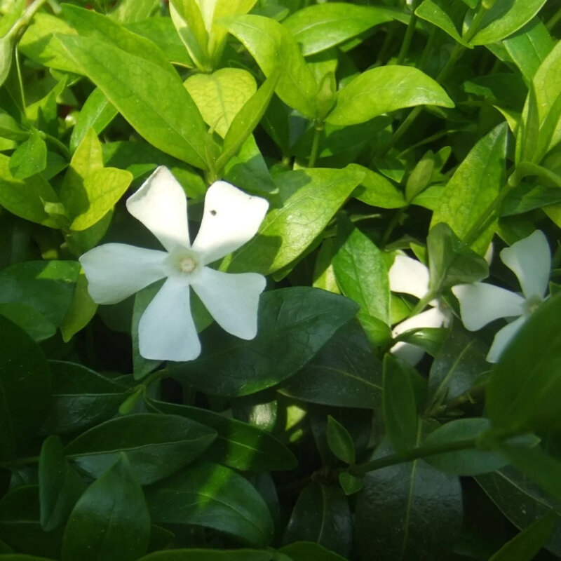 Pervenche blanche fleur