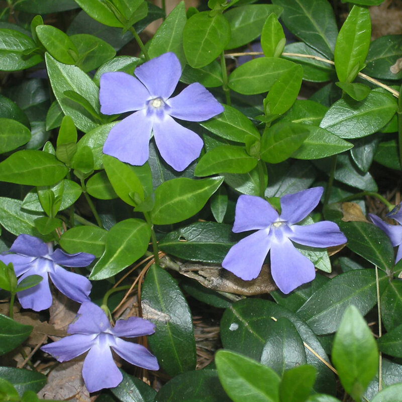 Pervenche pourpre fleur